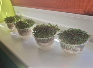 na parapecie stoją kubeczki z zasianą rzeżuchą, która już urosła