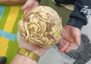 seler leży na ręce
